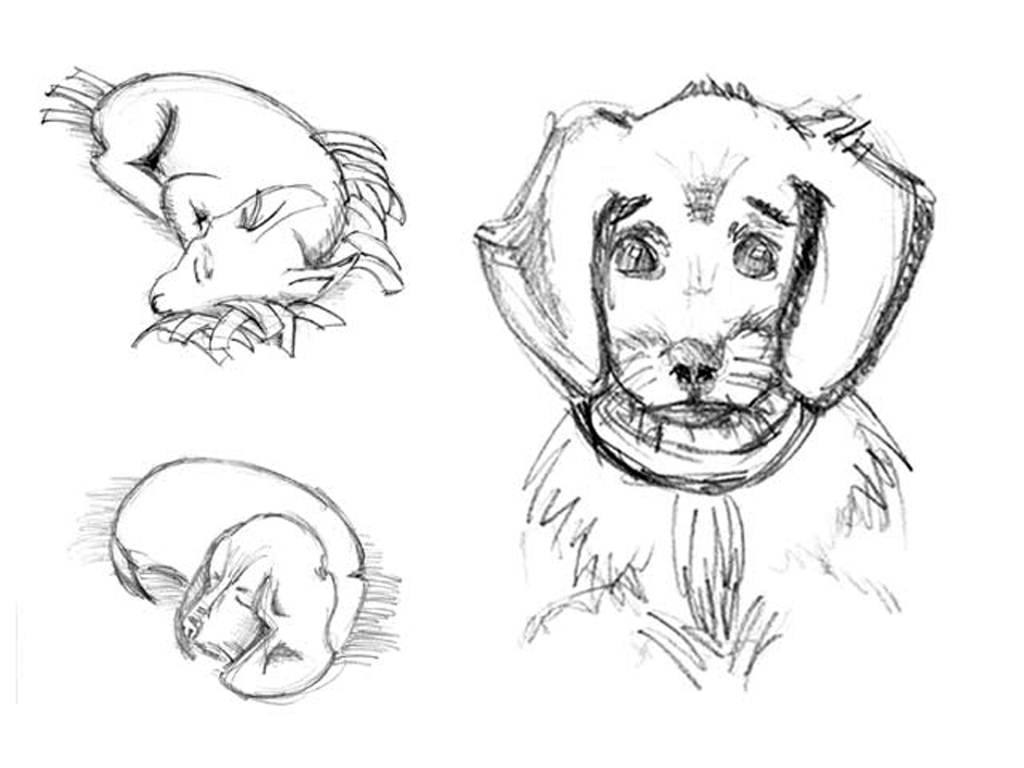Compotation of various animal drawings