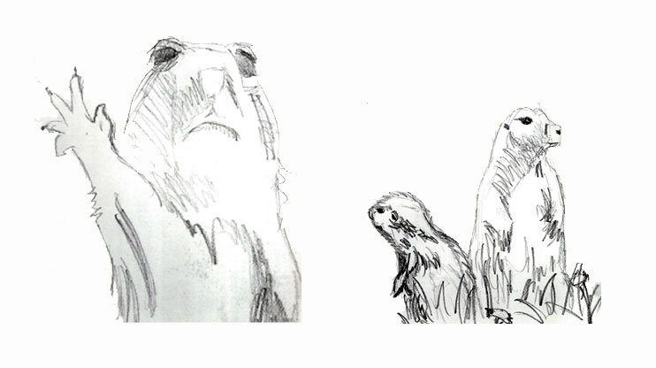 Compotation of prairie dog rough sketches